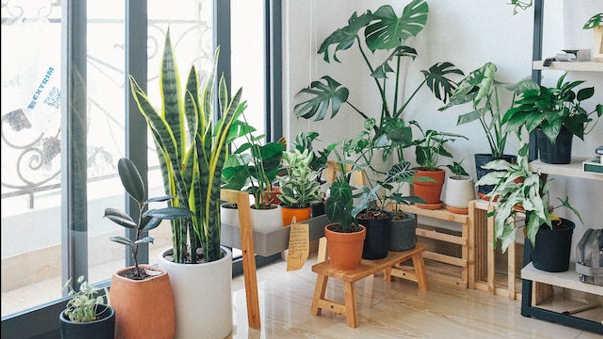 In Order To Stay Fertile And Healthy, Here's A Guide To Caring For Ornamental Plants In The Room