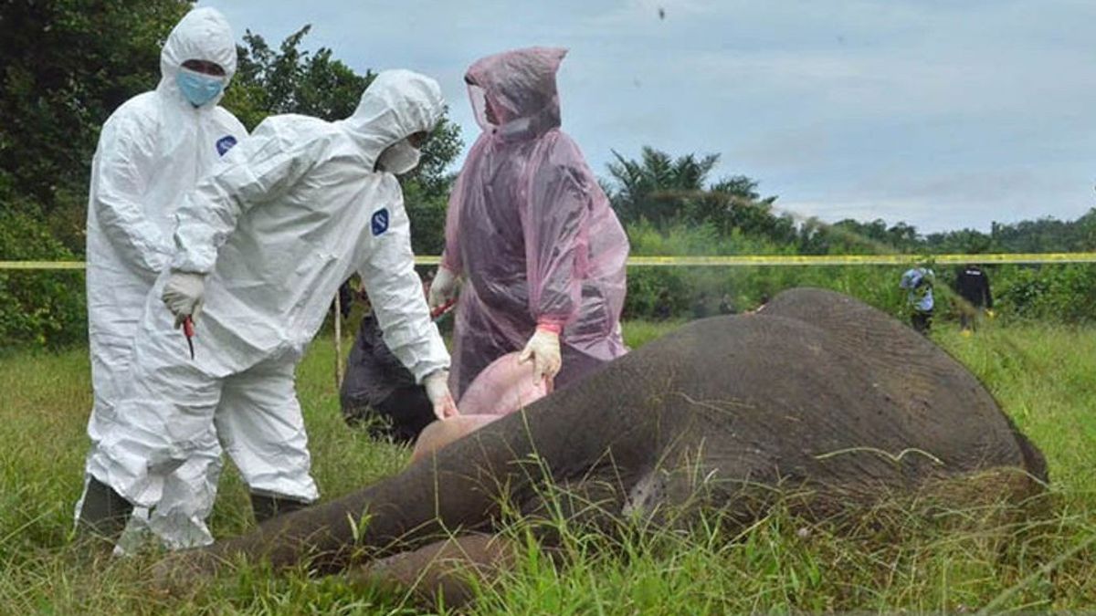 Gajah Sumatra Mati Tanpa Kepala di Aceh, BKSDA Temukan Zat Racun di Bangkainya