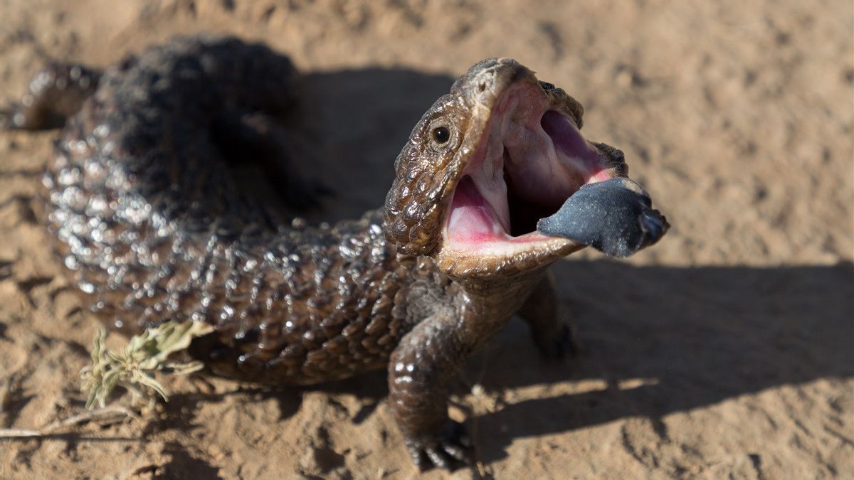 Lutte Contre La Contrebande D’animaux, Les Scientifiques Conçoivent Un Nez électronique Inspiré Par Les Lézards