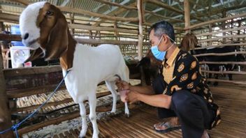 وزارة الزراعة لتطوير مزرعة الماعز الحلوب لزيادة إنتاج الحليب الإندونيسي