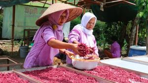 Berita Kulon Progo: Kelompok Wanita Tani Kulon Progo Peroleh Pembinaan Agribisnis