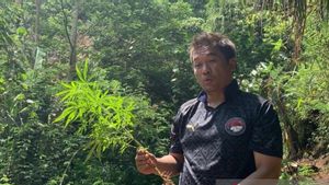 Lebih dari 200 Batang Pohon Ganja Siap Panen Ditemukan Polisi di Gunung Karuhun Cianjur, Pemiliknya Tengah Diburu