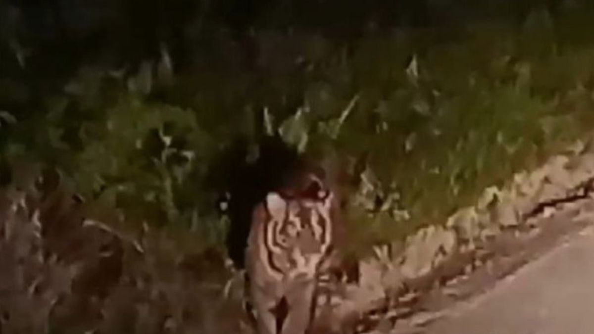  Harimau Muncul di Siak, BB KSDA Riau Pasang Kamera Jebakan
