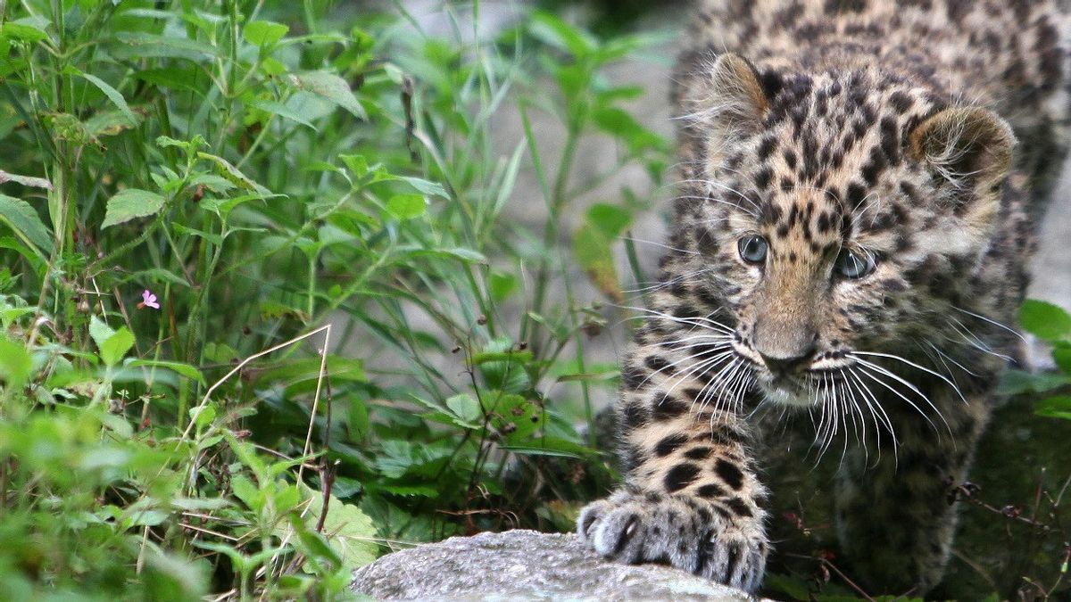 Rare, Camera Trap Reveals Leopard Marriage In Primorsky At 13 Years Old