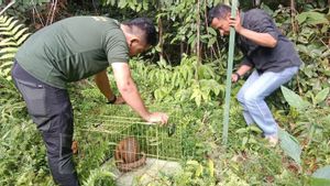 BKSDA Sumbar Lepasliarkan Trenggiling ke Hutan Konservasi di Agam