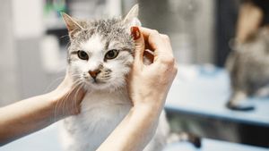 Dirty Cat's Ears: Here Are Some Ways To Clean It