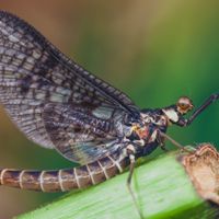 Rahasia Tarian Mayfly Terungkap, Serangga Purba Ini Terancam Hilang