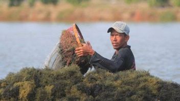 ما هي خفض الذهب الأخضر وفوائده ، كنز كارون الوفير في المياه الإندونيسية