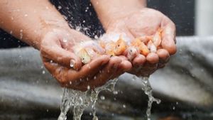 KKP développe une chaîne nationale de graines de poisson nile pour atteindre l’objectif de production en 2024