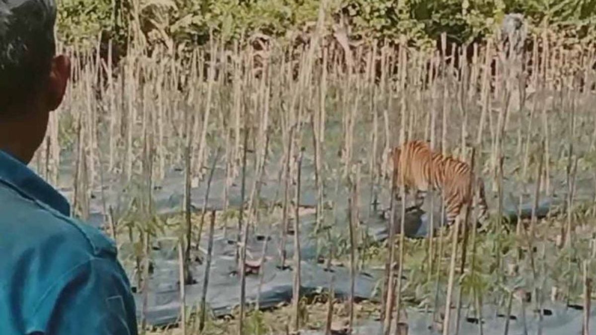 Harimau Sumatra Berkeliaran di Ladang Warga Aceh Timur 