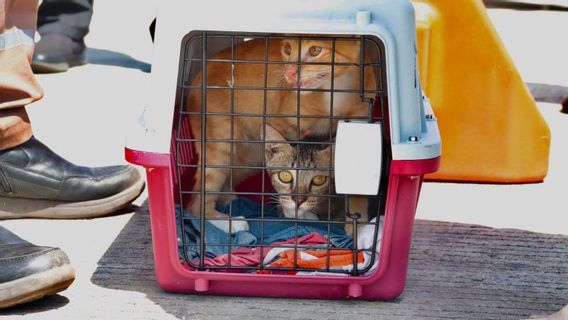 狂犬病を防ぎ、農業検疫はバタム島に入る住民に属する2匹の猫の尾を拒否します