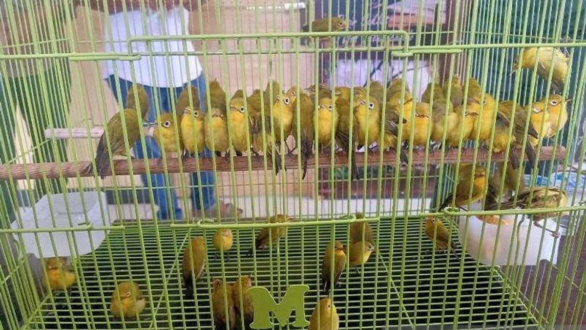 Rare And Protected Animals, BKSDA Bans Wakatobi Residents From Catching Or Selling Glasses