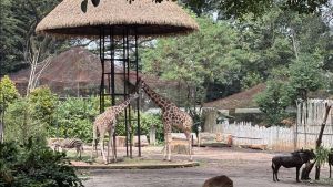 Walkot Farhan Tegaskan Bandung Zoo Masih Ditutup Saat Libur Lebaran 2026