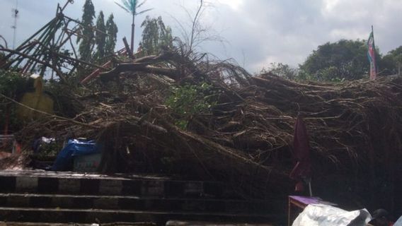 Banyan Tree At Denggung Field, Sleman, Falls Over Wahana Kora-kora