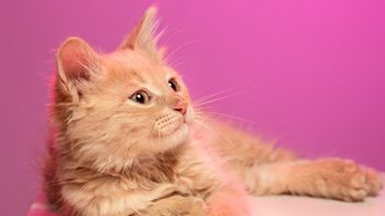 Enggak Selalu Berbahaya, Ini 7 Penyebab Kucing Mengeluarkan Air Liur Terus-menerus