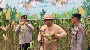 Polda Bali Panen Raya Jagung Dukung Swasembada Pangan