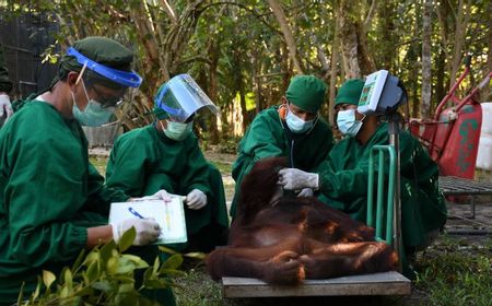 BKSDA Kalteng Lepasliarkan 3 Orangutan di Taman Nasional BBBR