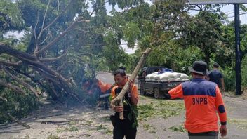 Kecang Wind Knocked Down a Tree on the Sumatra Cross Road in OKU, BPBD Evacuates