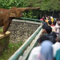Ragunan Malam Hari Resmi Dibuka 11 Oktober, Segini Tarifnya