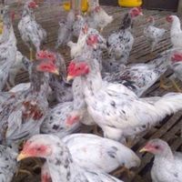Jenis Ayam Petelur​ Lokal yang Bisa Menghasilkan Keuntungan
