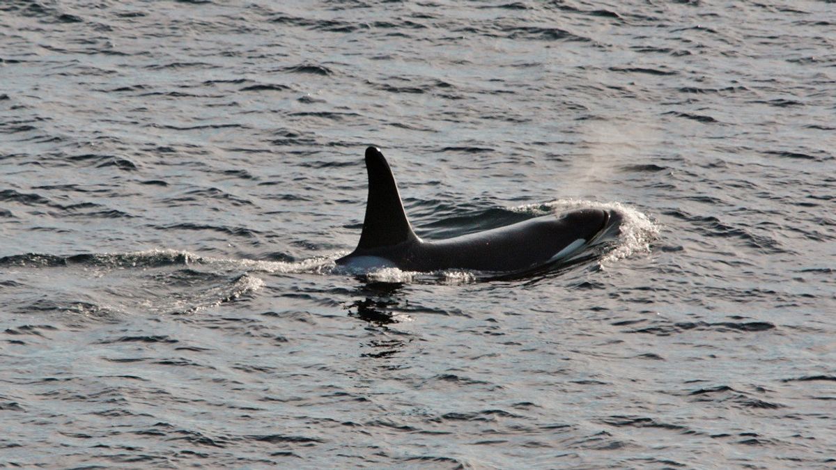 Experiencing Damage In The Steering And Lambung Sections After Being 'attacked' By Killer Whales, This Sailing Ship Was Evacuated To The Port