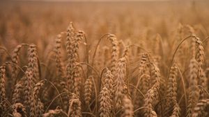 PM Pashinyan Bantah Kabar Armenia Tolak Gandum Rusia Demi Ukraina