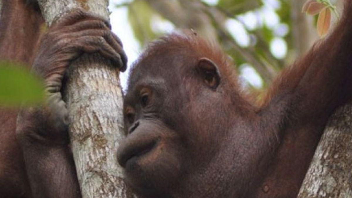 可持续森林管理增加东加里曼丹的猩猩数量