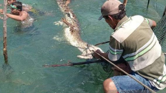 Residents Of North Gorontalo Save 3 Meters Crocodile Trapped In Sero