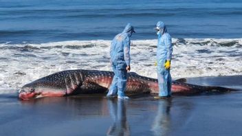 BPSL:漁師のネットに絡み合った結果、ジェンブラナの死んだクジラ
