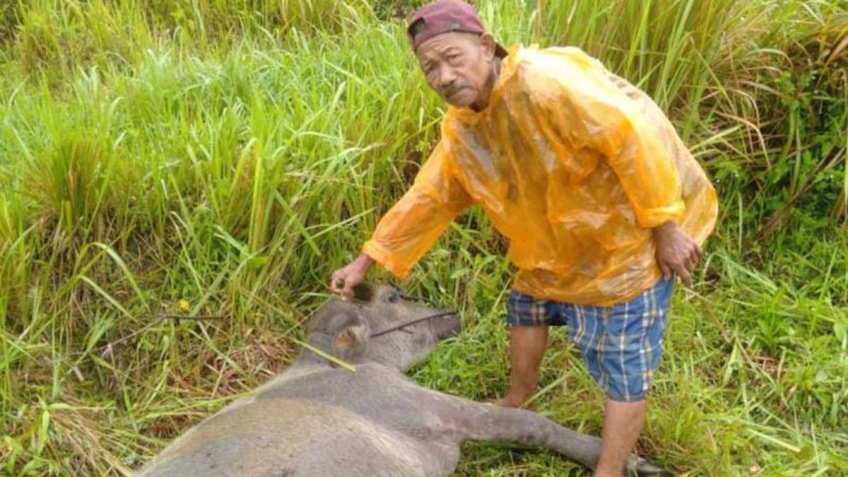 西苏门答腊阿加姆的阿斯里亚尔水牛被老虎困住重伤,居民被要求一头牛