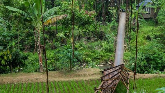 Regent Candidate Need to See This, Suspension Bridge in Lebak Collapses, Isolating Residents