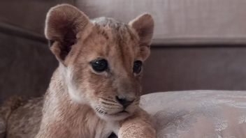 这只狮子幼崽在俄罗斯流离失所，从野生动物贸易中被救出，并在意大利开始了新的生活 