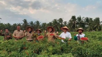 Berita Kulon Progo: Nilai Transaksi Cabai di Pasar Lelang Kulon Progo Capai Rp6,97 Miliar