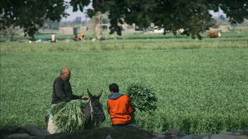 Egypt And The European Commission Sign The 90 Million Euro Food Security Funding Agreement