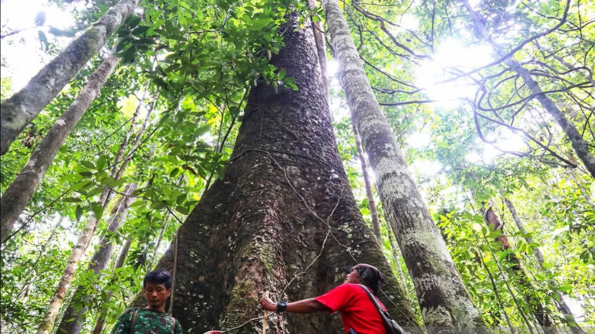 DPR: When the State Retakes the Forest, the Prabowo Government Shows Willingness to Correct Old Mistakes