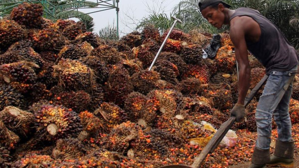 Support Domestic Fulfillment, Oil Palm Farmers Agree Jokowi Bans CPO Exports