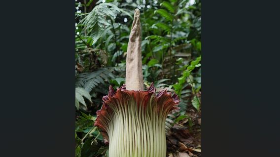10 多年后，茂物植物园收藏的死花再次开花