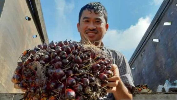 Petani Sawit Masuk! Mendag Zulhas Punya Cara Jitu Naikan Harga Tandan Buah Segar