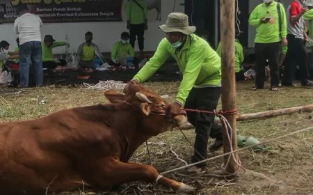 Sleman Disuplai Pusat 3.300 Dosis Vaksin PMK, Dijadwalkan Tiba Petang Ini