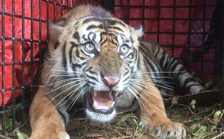 Seekor Harimau Masuk Perangkap di Tapaktuan Aceh Selatan