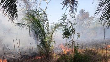 BMKG Detects 8 New Hotspots In East Kalimantan Again