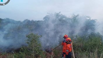 Muncul Karhutla di Sumsel dan Kalteng, BNPB: Api Berhasil Dipadamkan