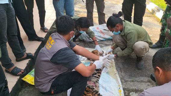 Riau BKSDA Arrests 6 Perpetrators Of The Murder Of The Sumatran Tiger