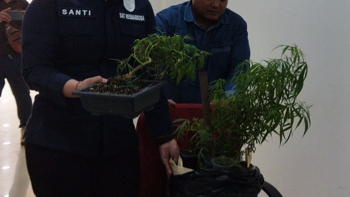 Jakpus警方拆除了在勿加泗种植类似盆景树的大麻植物的做法