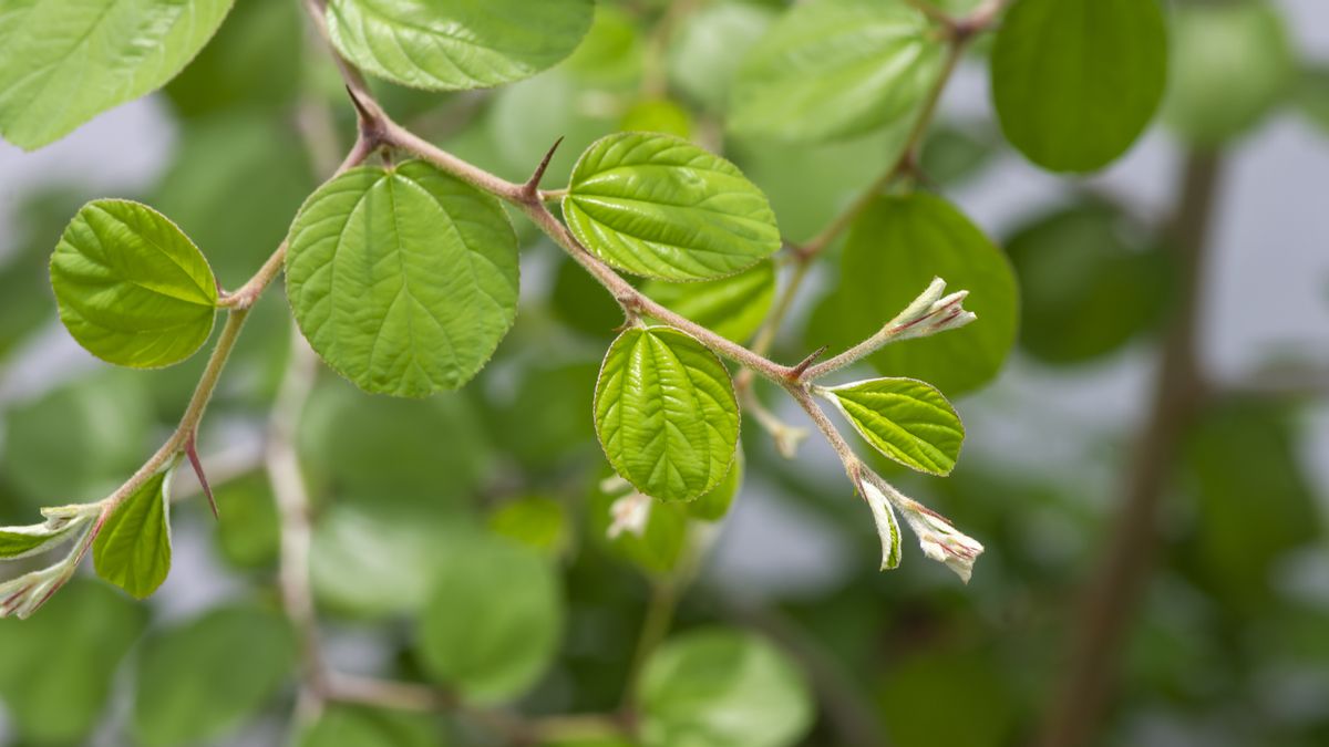 30 Benefits Of Bidara Leaves, Multipurpose Herbal Plants For Health And Beauty