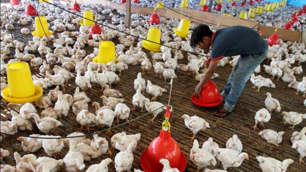 Kementan Upayakan Jaga Stabilitas Pasokan dan Harga Ayam di Peternak