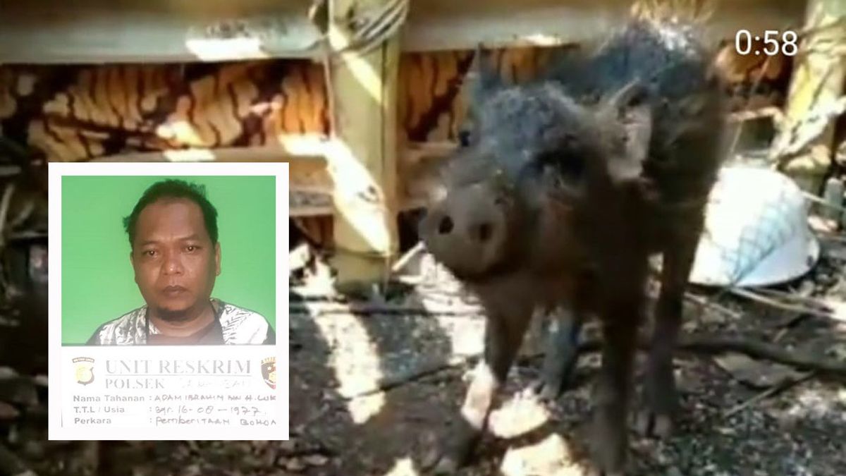 'Sutradara' Hoaks Babi Ngepet di Depok Jalani Sidang, Ternyata 4 Saksi Disuruh Telanjang untuk Menangkap Si Babi