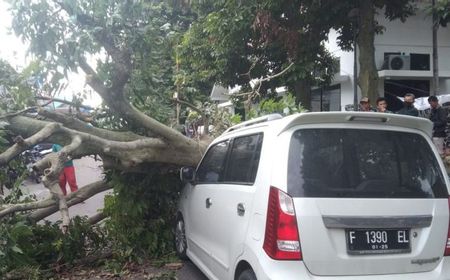 Cuaca Ekstrem, Warga Kota Depok Diminta Waspada Pohon Tumbang