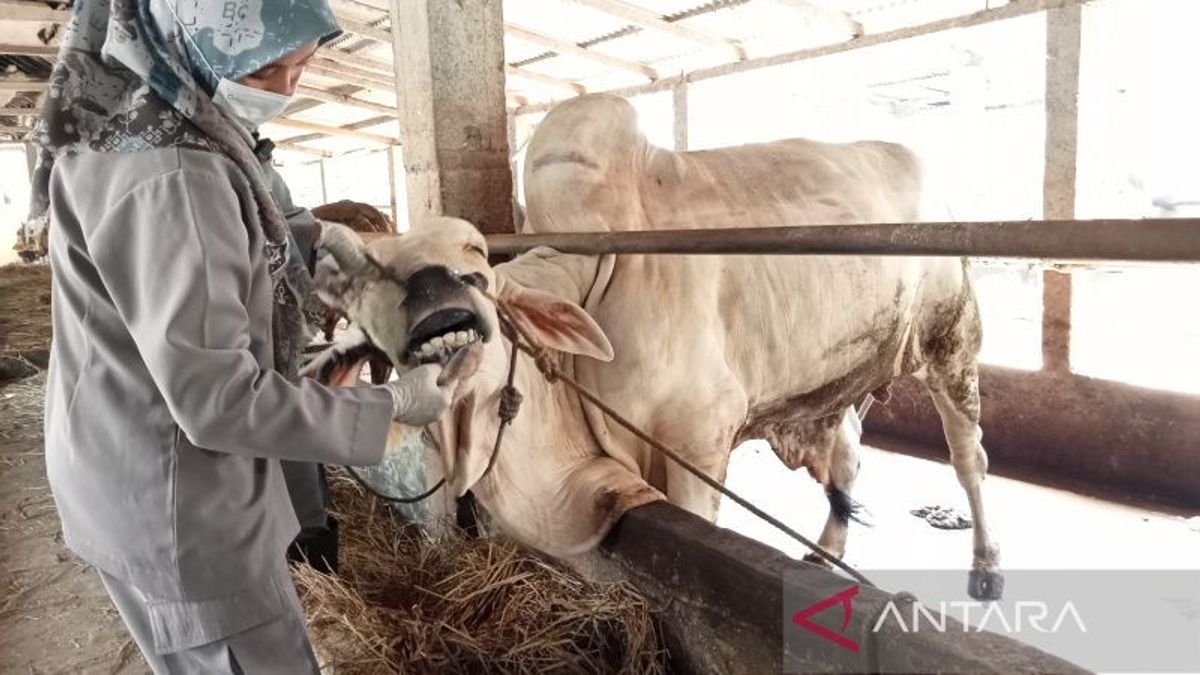 Professor Of Immunology IPB Calls The Death Rate Due To FMD In Livestock In Indonesia Is Low