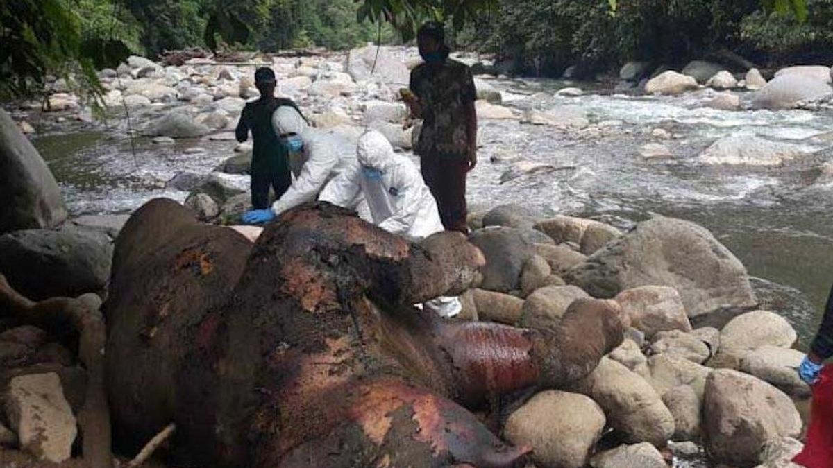 Bangkai Gajah Sumatra Ditemukan di Hutan Produksi Aceh